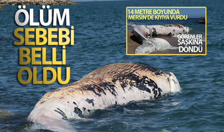 Dev balinanın ölüm sebebi belli oldu - Mersin`de geçtiğimiz hafta ölü olarak karaya vuran dev balinanın ölüm sebebi belli oldu. Koray Ünlü-İHA