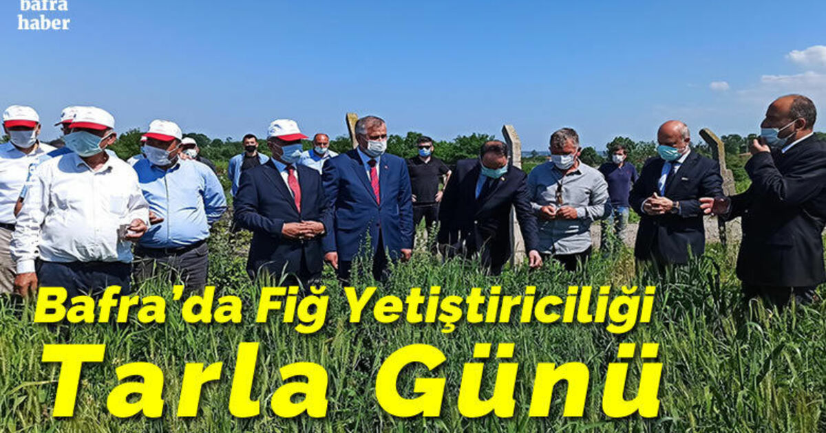 Bafra’da Fiğ Yetiştiriciliği Tarla Günü