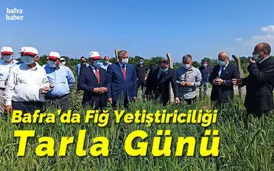 Bafra’da Fiğ Yetiştiriciliği Tarla Günü