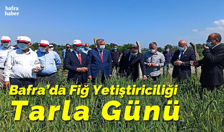 Bafra’da Fiğ Yetiştiriciliği Tarla Günü