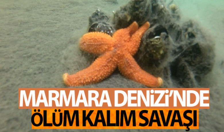 Müsilâj istilâsındaki Marmara Denizi'nde ölüm kalım savaşı