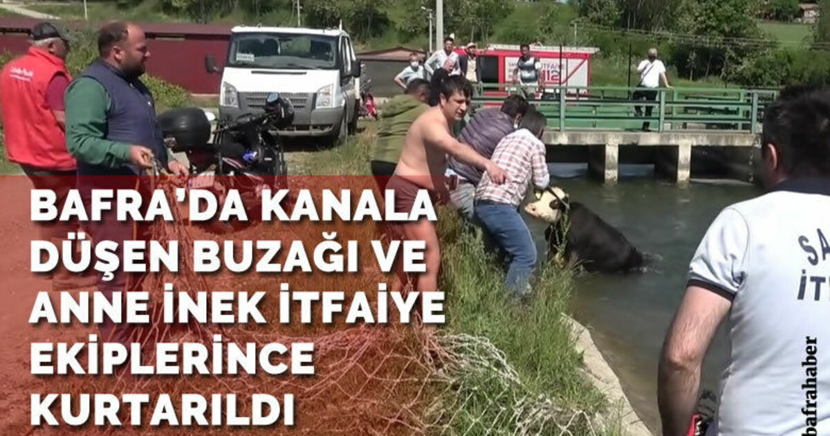 Kanala düşen buzağı ve anne inek itfaiye ekiplerince kurtarıldı