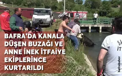 Kanala düşen buzağı ve anne inek itfaiye ekiplerince kurtarıldı
