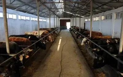 Hayvan pazarları 1 Haziran’da açılıyor
