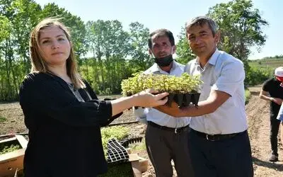 Üreticiye 225,5 bin tıbbi aromatik fide desteği