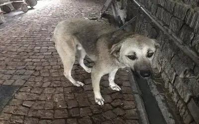 Yaralı sokak köpeklerine şefkat
