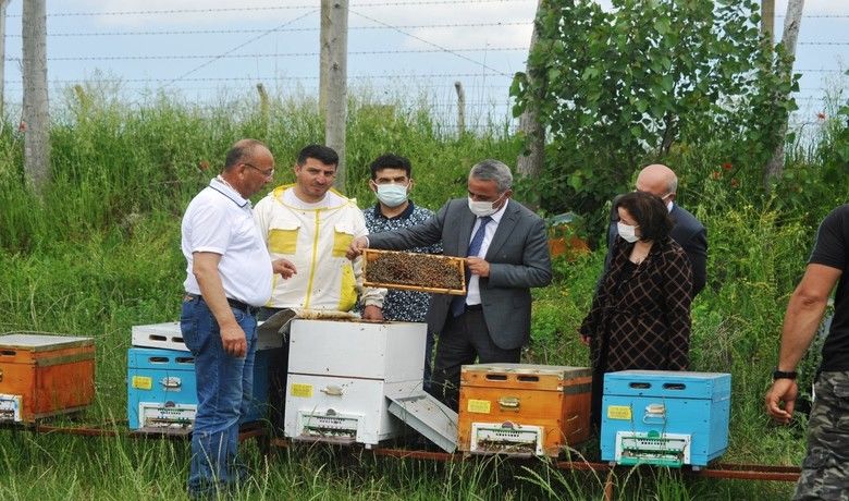 Ana Arı Üretim İşletmesi’nde üretilenilk ana arıların dağıtımı başladı