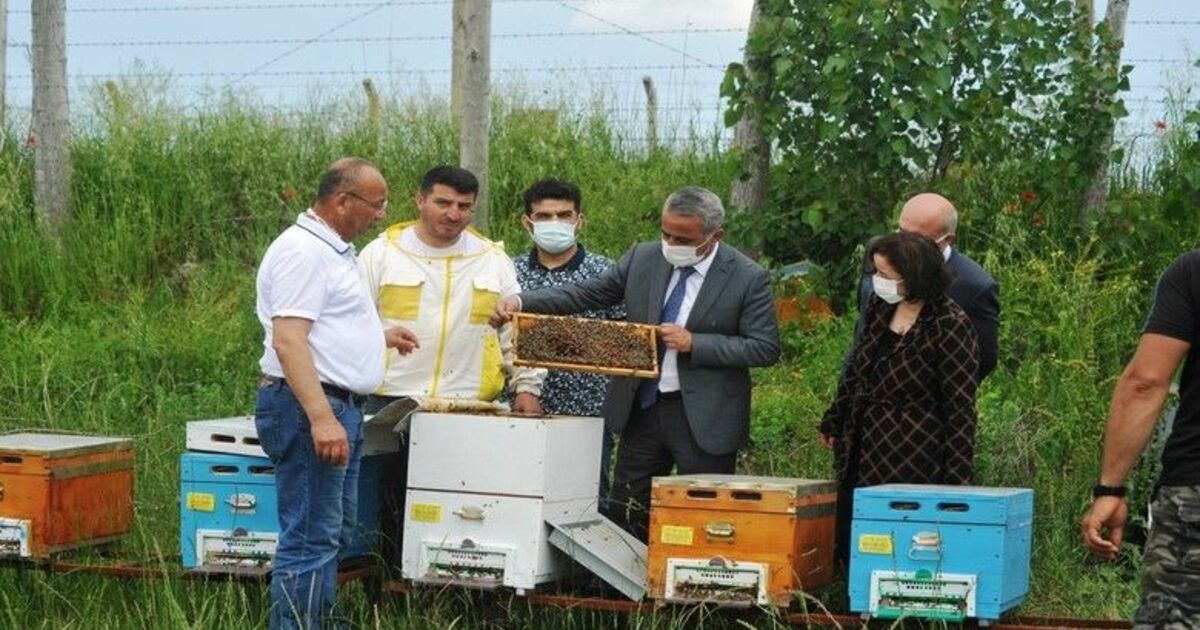 Ana Arı Üretim İşletmesi’nde üretilen ilk ana arıların dağıtımı başladı