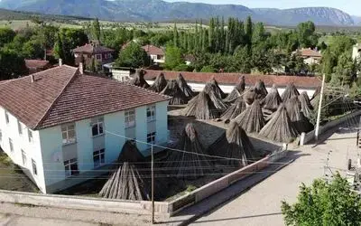 Türkiye’nin kenevir merkezi ilan edilen ilçede bu sene kenevir ekimi düştü
