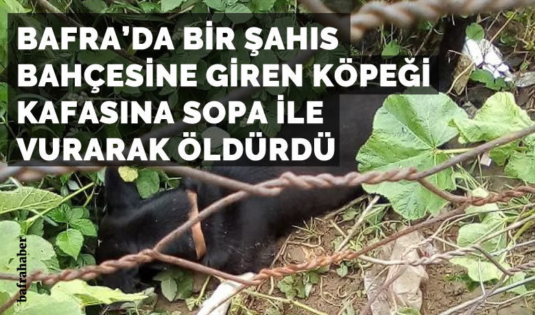 Bafra'da bir şahıs bahçesine giren köpeği öldürdü