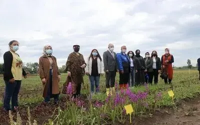 19 Mayıs’ta salep yumru tohumu dağıtıldı