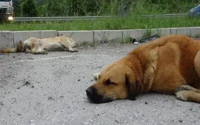 Köpek, kazada ölen diğer köpeğin yanından ayrılmadı
