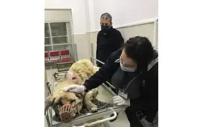 Kangal cinsi köpek baltalı saldırıya uğradı
