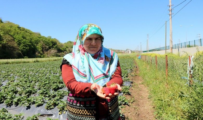 Samsun’da tarıma kadın damgası: ÇKS’ye kayıtlı 68bin 507 işletmeden 9 bin 69’u kadınlara ait - Samsun Valiliği, Samsun’da Çiftçi Kayıt Sistemi’ne(ÇKS) kayıtlı 68 bin 507 işletmeden 9 bin 69’unun kadın çiftçilere ait olduğunu açıkladı.