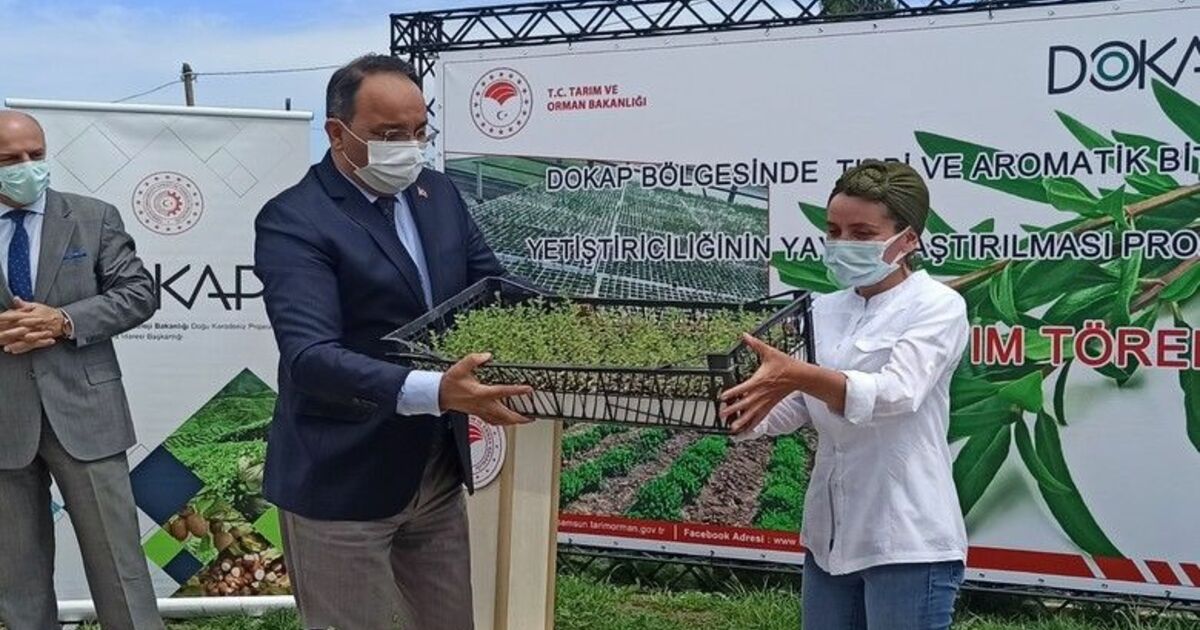 Kekik Fide Dağıtım ve Dikimi Tarla Günü