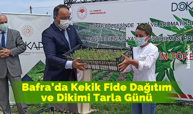Kekik Fide Dağıtım ve Dikimi Tarla Günü