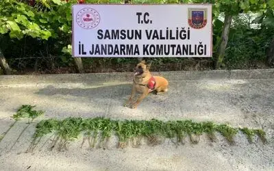 Samsun’da 326 kök kenevir bitkisi ele geçirildi

