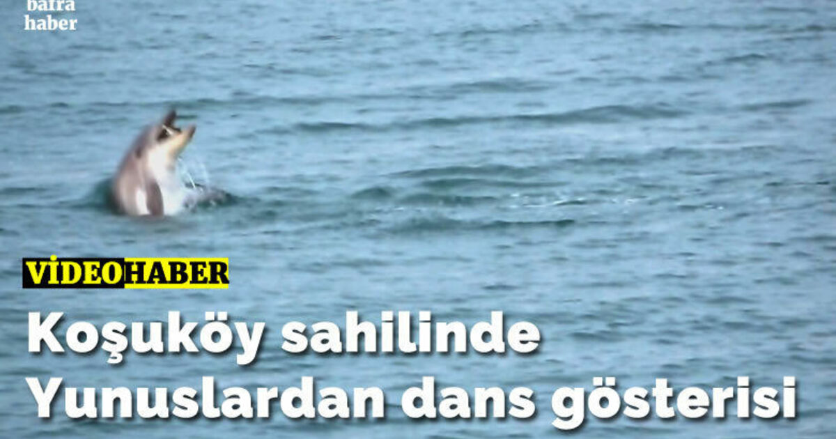 Koşuköy sahilinde Yunuslardan dans gösterisi