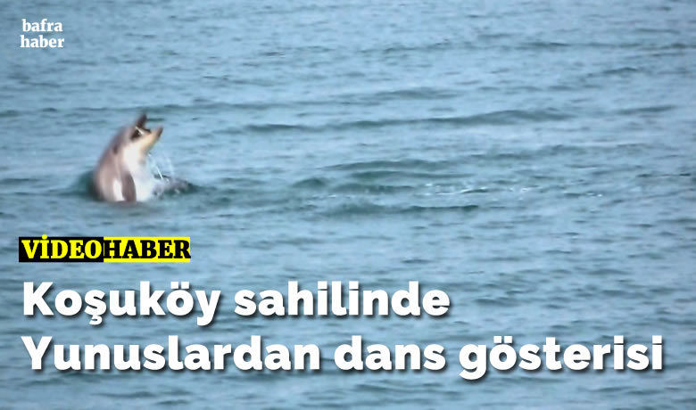 Koşuköy sahilinde Yunuslardan dans gösterisi - Bafra'nın Koşuköyü sahilindeki yunus şöleni kameralara yansıdı.