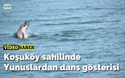 Koşuköy sahilinde Yunuslardan dans gösterisi