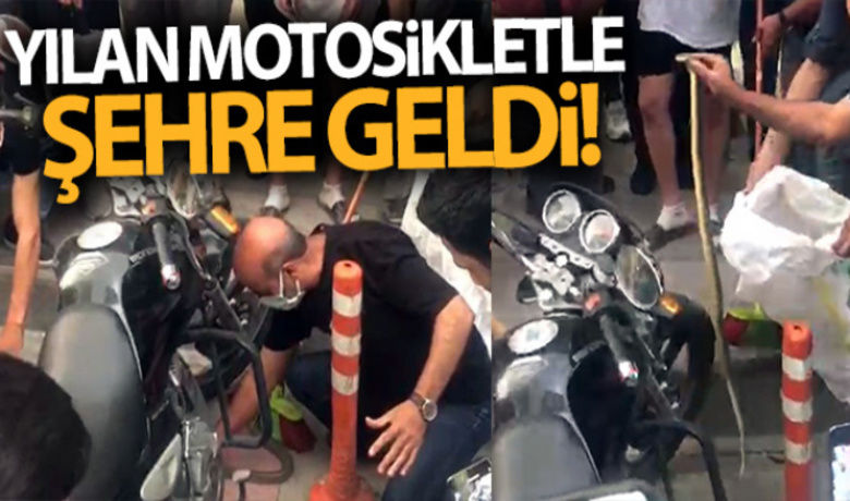 Yılan motosikletle şehre geldi - Elazığ’ın en işlek caddesinde görülen yılan, kısa süreli paniğe neden oldu. Vatandaşlar tarafından bulunduğu yerden çıkartılan yılan, belediye ekiplerince doğaya salındı.