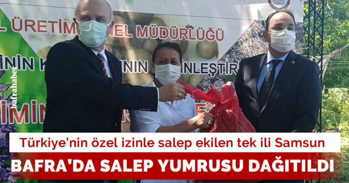 Türkiye’de tek özel izinle ekilen il olan Samsun’da üreticilere salep yumrusu dağıtıldı