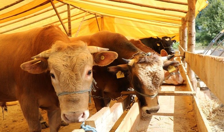 Samsun’da kurbanlık fiyatları belli oldu
 - Samsun’da kurbanlık hayvanların canlı kilo fiyatı belli oldu.