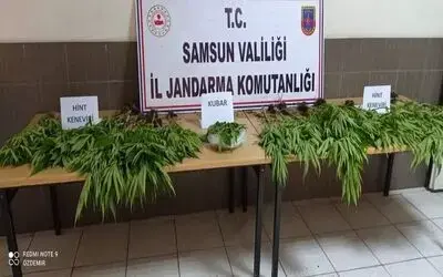 Çarşamba’da 81 kök kenevir ele geçirildi
