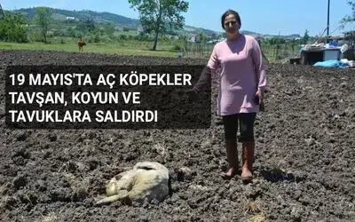 19 Mayıs'ta Köpekler evin bahçesindeki tavşan, tavuk ve koyunları telef etti