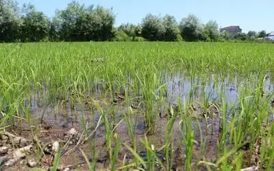 Çarşamba Ovası’nda çeltik ekim alanı yüzde 25 arttı
