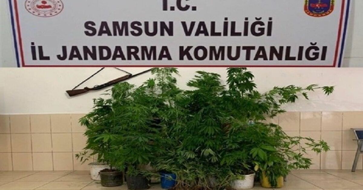Dedektör köpeği ‘Ozon’ 326 kök kenevir bitkisini buldu
