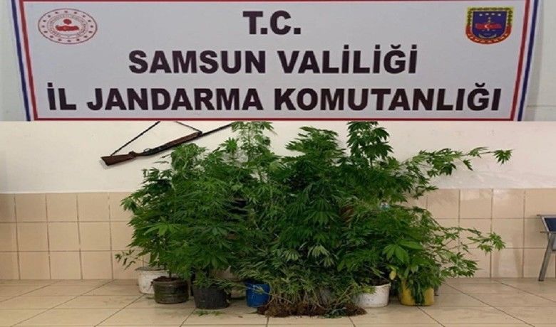Dedektör köpeği ‘Ozon’ 326kök kenevir bitkisini buldu