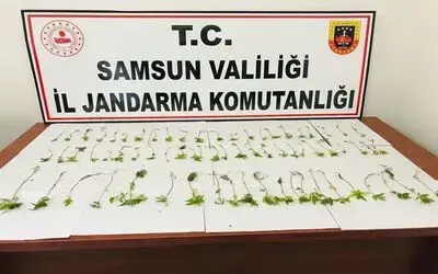Jandarmadan kenevir baskını
