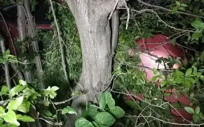 Şarampole uçan 2 araçtaki sürücülerin hayatlarını uçuruma 2 metre kala ağaç kurtardı
