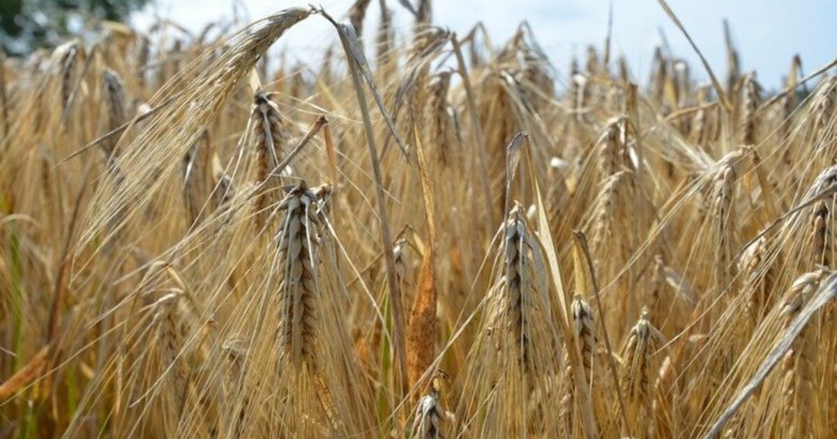 Bafra Ovası’nda arpa hasadı başladı