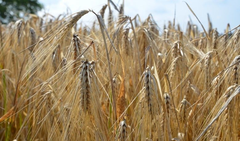 Bafra Ovası’nda arpa hasadı başladı - Samsun’un Bafra Ovası’nda 75 bin dönüm arazide ekimi yapılan arpanın hasadı başladı.