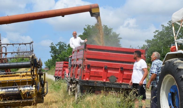 Bafra Ovası’nda arpa hasadı başladı