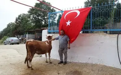 Ay-yıldız desenli ineğini kimseye satmıyor

