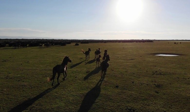 Deltada bulunan yılkı atları havadan görüntülendi
 - UNESCO Dünya Mirası Geçici Listesi’nde yer alan Kızılırmak Deltası Kuş Cenneti’nde bulunan yılkı atları havadan görüntülendi.