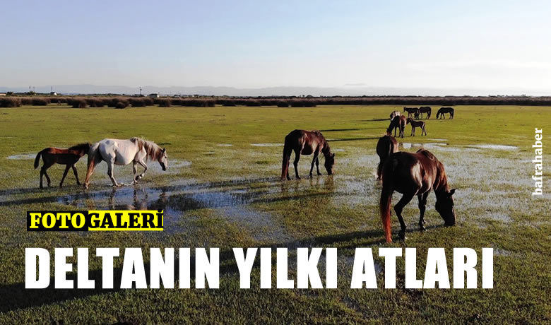 Deltada bulunan yılkı atları havadan görüntülendi