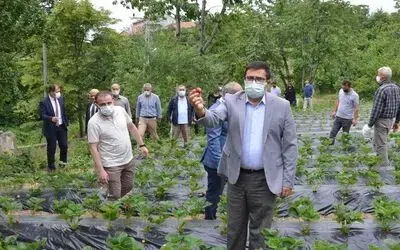 Dürtmen Yaylası çilek hasat etkinliği
