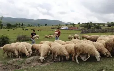 ‘Sertifikalı çoban’ olacaklar
