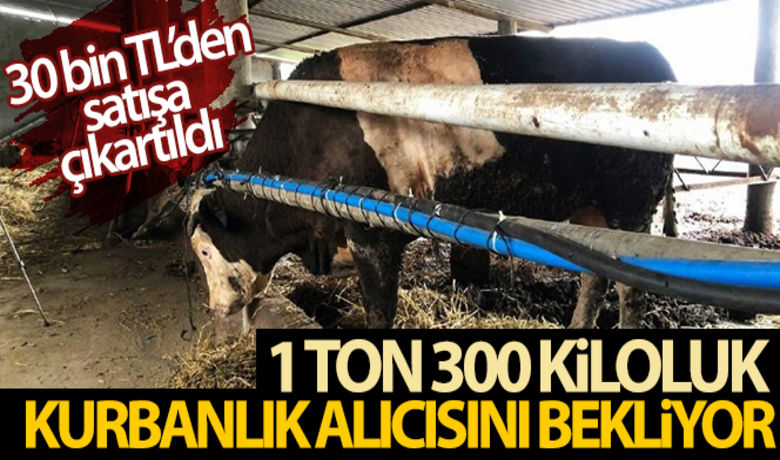 1 ton 300 kiloluk kurbanlık alıcısını bekliyor - Sakarya’nın Kaynarca ilçesinde 2 yıl boyunca özel olarak beslenen ve 1 ton 300 kilo ağırlığına ulaşan kurbanlık, 30 bin TL’den satışa çıkarıldı.