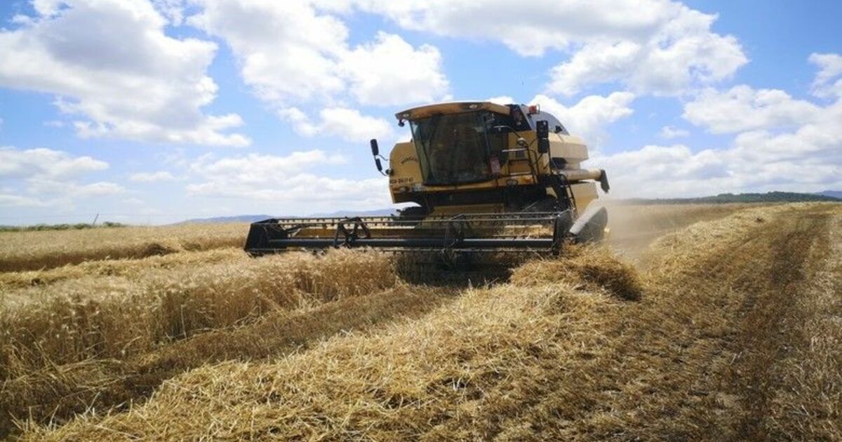 Samsun’da buğday hasat sezonu başladı
