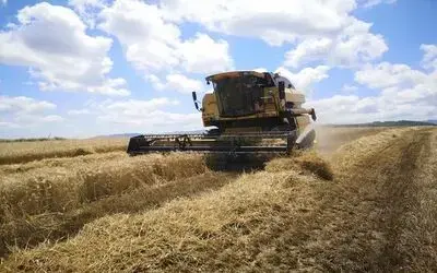 Samsun’da buğday hasat sezonu başladı
