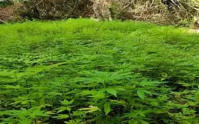 Samsun’da 103 bin 61 kök kenevir ele geçirildi: 2 gözaltı
