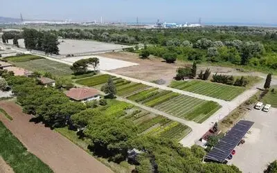Samsun yılda 134 türde 10 milyon fidan üreterek Türkiye’yi yeşillendiriyor