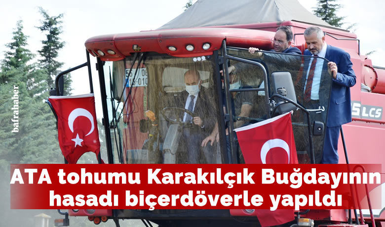 Vali biçerdöverle buğday hasadı yaptı - Samsun Valisi Zülkif Dağlı, Bafra Dedeli Tarım Lisesi bahçesinde deneme ekimi yapılan ata tohumu karakılçık buğdayının hasadını biçerdöverle yaptı.