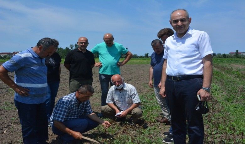 Trabzon’dan 19 Mayıs salebini incelemeye geldiler - Trabzon Of İlçe Tarım ve Orman Müdürlüğü ekipleri Samsun’un 19 Mayıs ilçesinde salep üretim alanlarında incelemelerde bulunarak organik salep üretimi yapan 19 Mayıs Ekolojik Üreticiler Eğitim ve Yardımlaşma Derneği Başkanı Hakkı Karaman’dan bilgi aldılar.