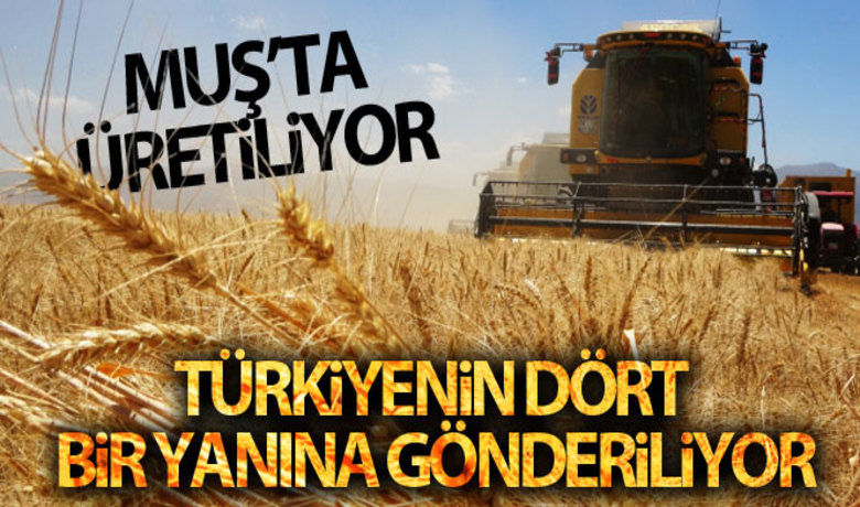 Muş'ta üretilen sertifikalı tohumlarTürkiye'nin dört bir tarafına gidiyor - Muş'taki Yıldız Alparslan Tarım İşletmesi tarafından 31 bin dekar alanda üretimi yapılan yüksek adaptasyon ve verim potansiyeline sahip sertifikalı arpa ve buğday tohumları, hasat yapıldıktan sonra Türkiye'nin dört bir tarafına gönderiliyor. Uğur Ulu